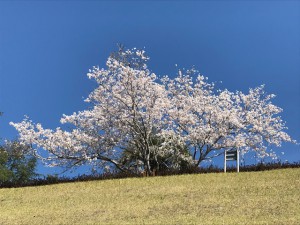 桜